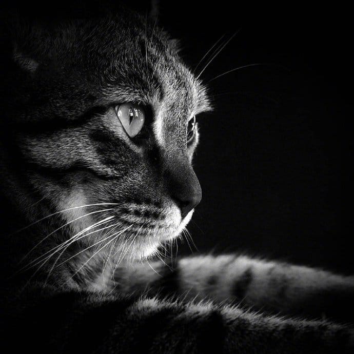 Katten informatieblog