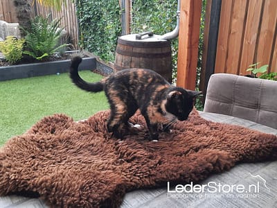 poes-pumba-op-bruine-schapenvacht