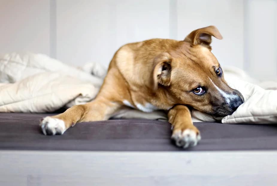 Honden – Santa Esmeralda